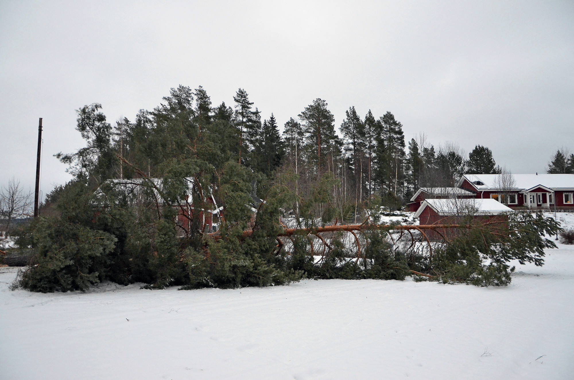 Röste.nu – Bygdens Nytt nr 1 2022 – Nyheter – Stormskadad tall fälldes vid Dönjegården