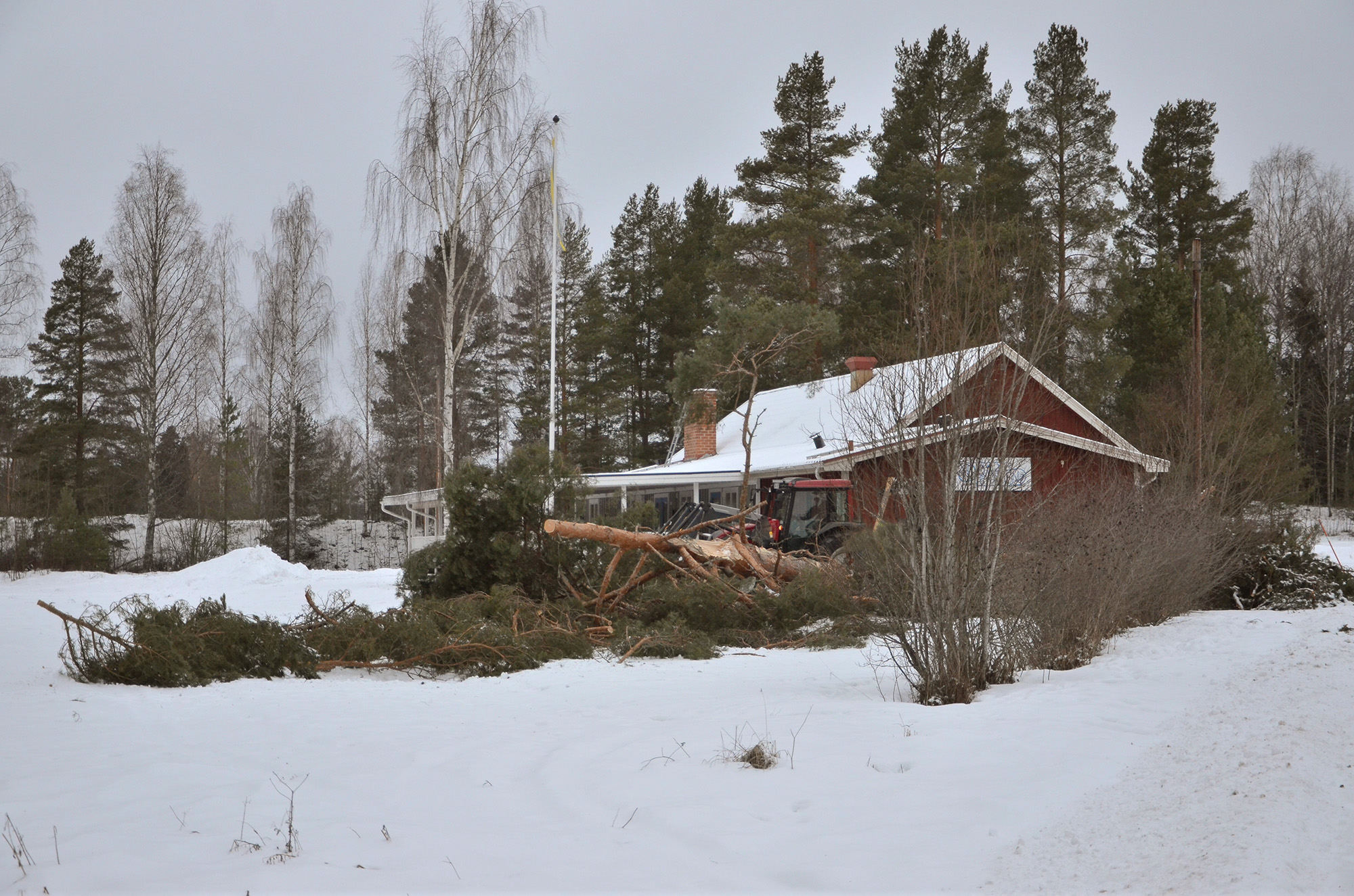 Röste.nu – Bygdens Nytt nr 1 2022 – Nyheter – Stormskadad tall fälldes vid Dönjegården