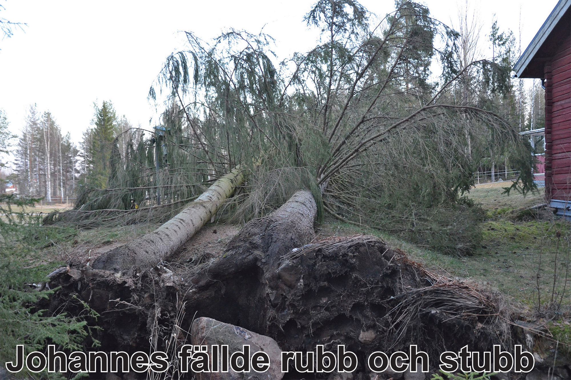 Röste.nu – Bygdens Nytt nr 1 2026 – Nyheter – Johannes fällde rubb och stubb