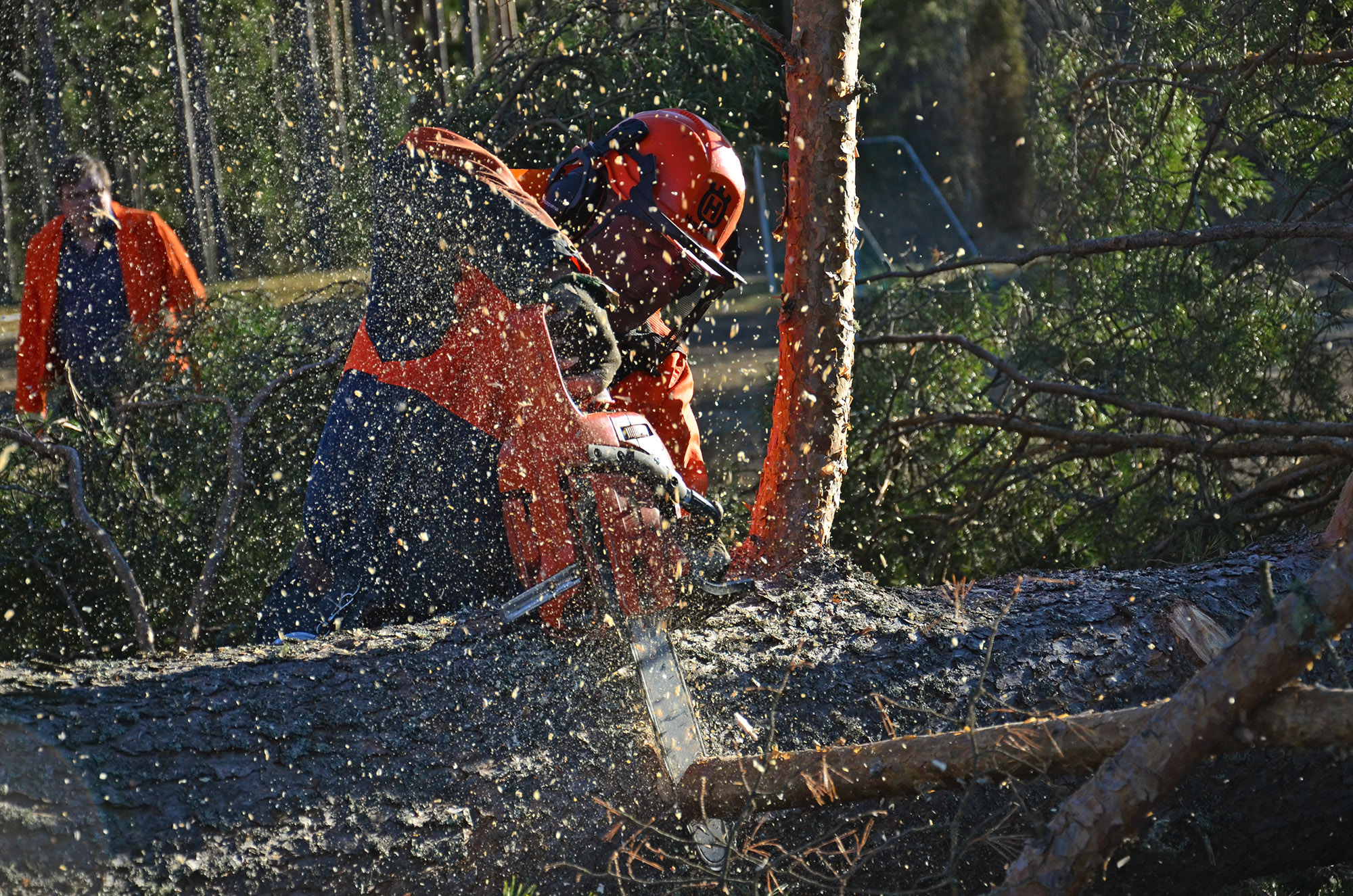 Röste.nu – Bygdens Nytt nr 2 2016 – Nyheter – 65-årig tall fälldes vid Dönjegården