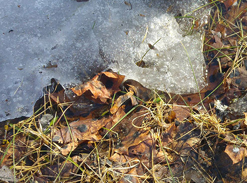 Röste.nu – Bygdens Nytt nr 2 2018 – Småsaker med Pär Nordqvist – Långdragen vinter blir vår