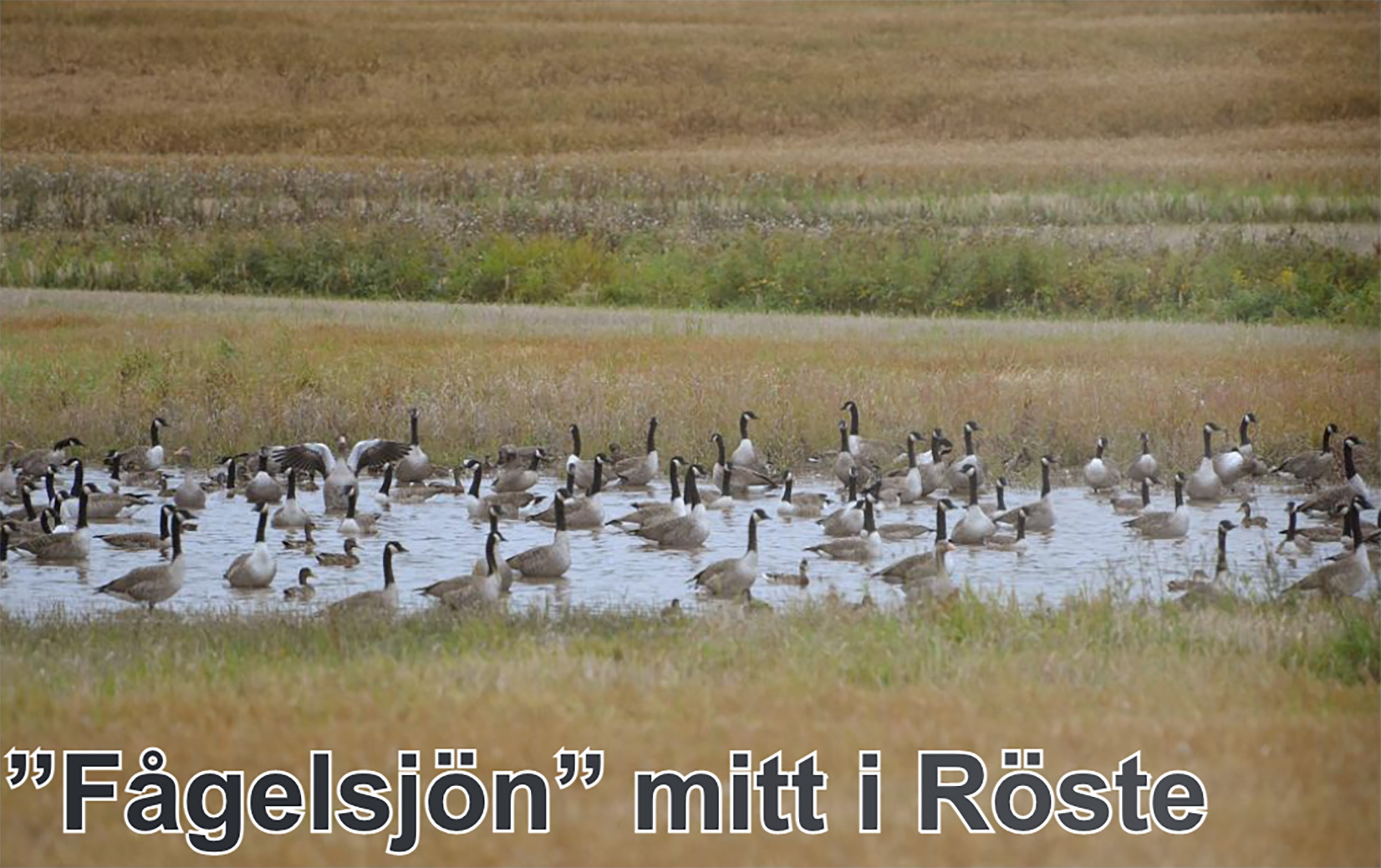 Röste.nu – Bygdens Nytt nr 2 2021 – Nyheter – ’’Fågelsjön’’ mitt i Röste