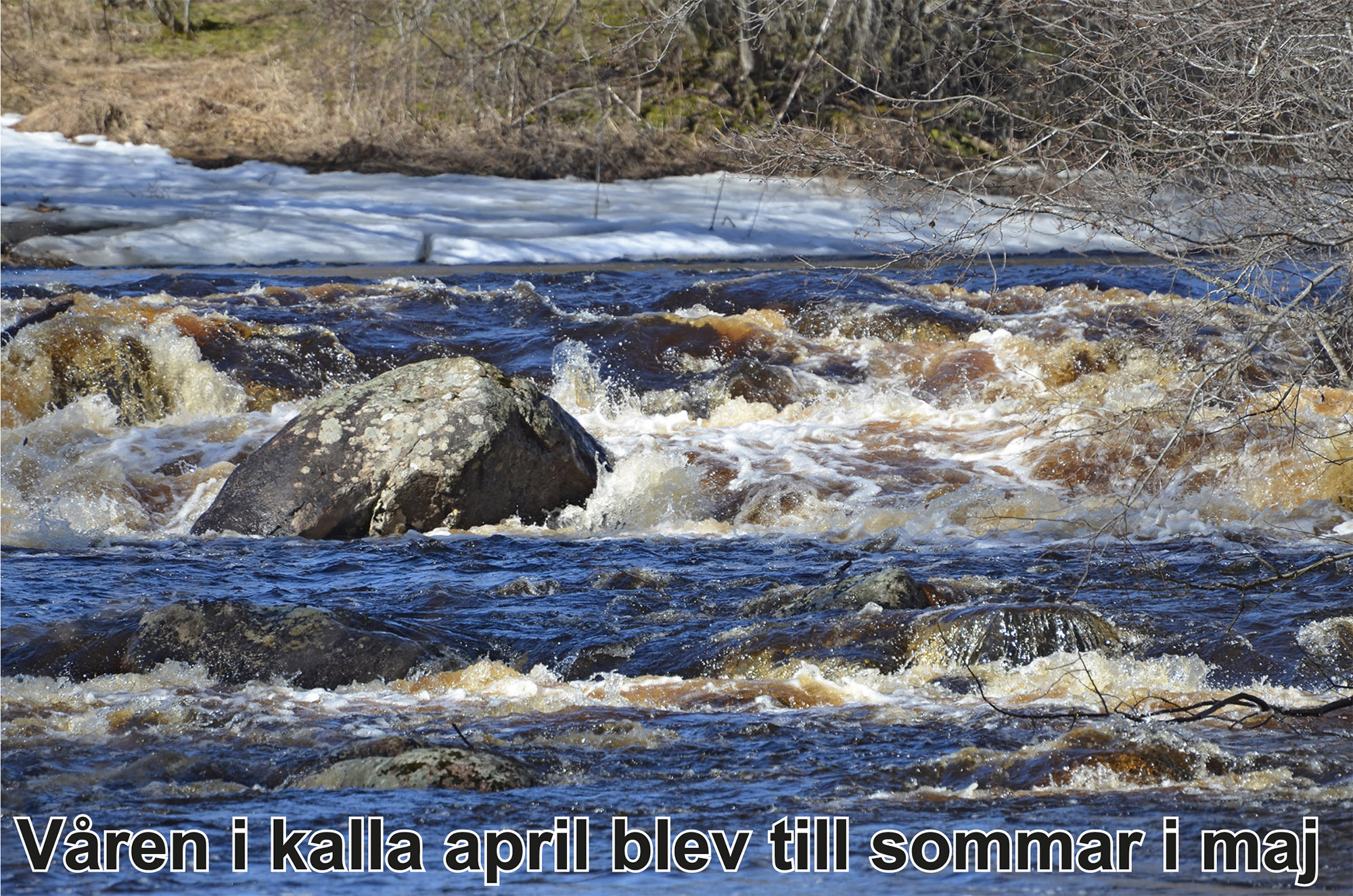 Röste.nu – Bygdens Nytt nr 2 2024 – Småsaker med Pär Nordqvist – Våren i kalla april blev till sommar i maj