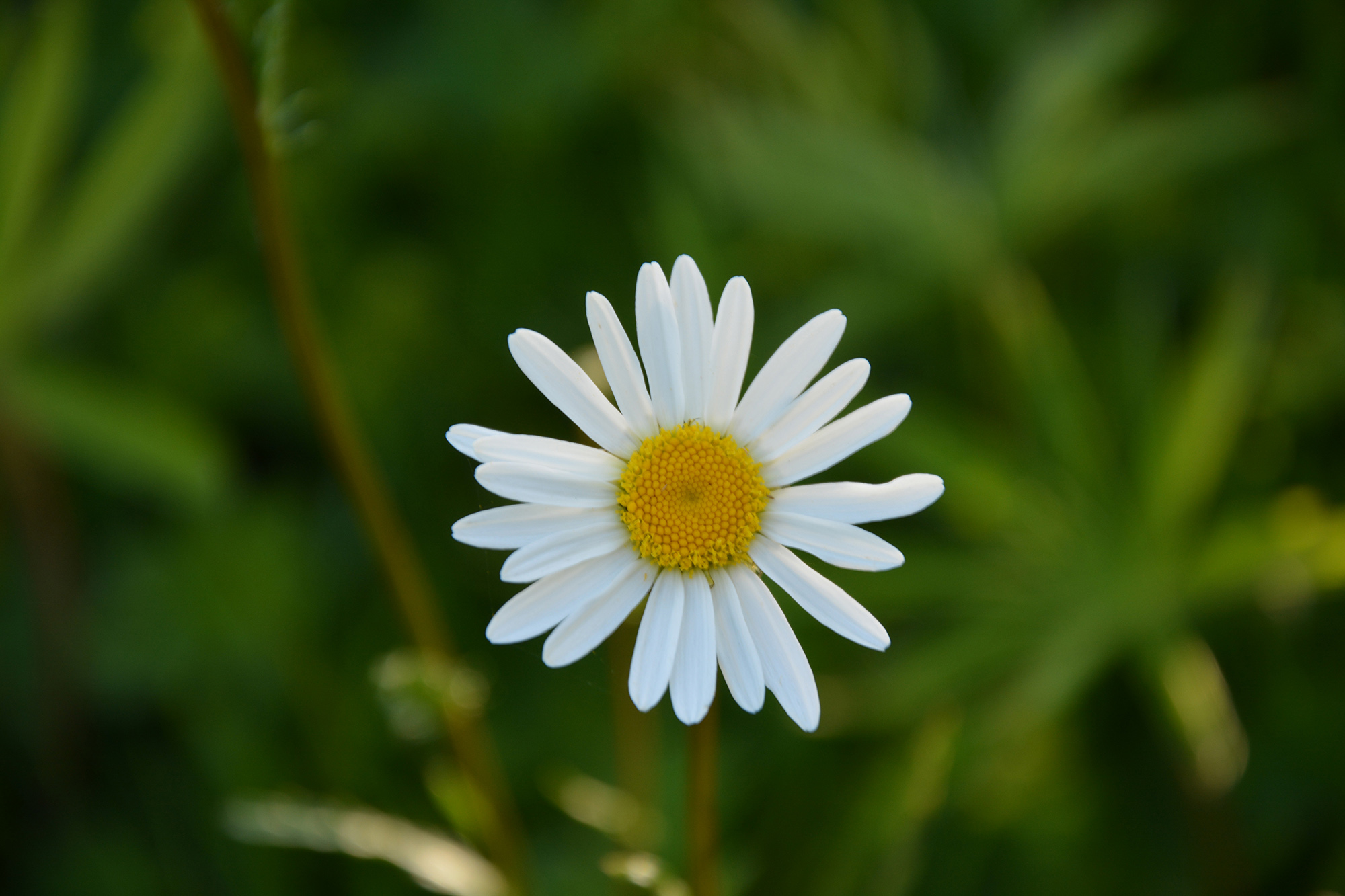 Röste.nu – Bygdens Nytt nr 3 2019 – Småsaker med Pär Nordqvist – Här är den sköna sommar
