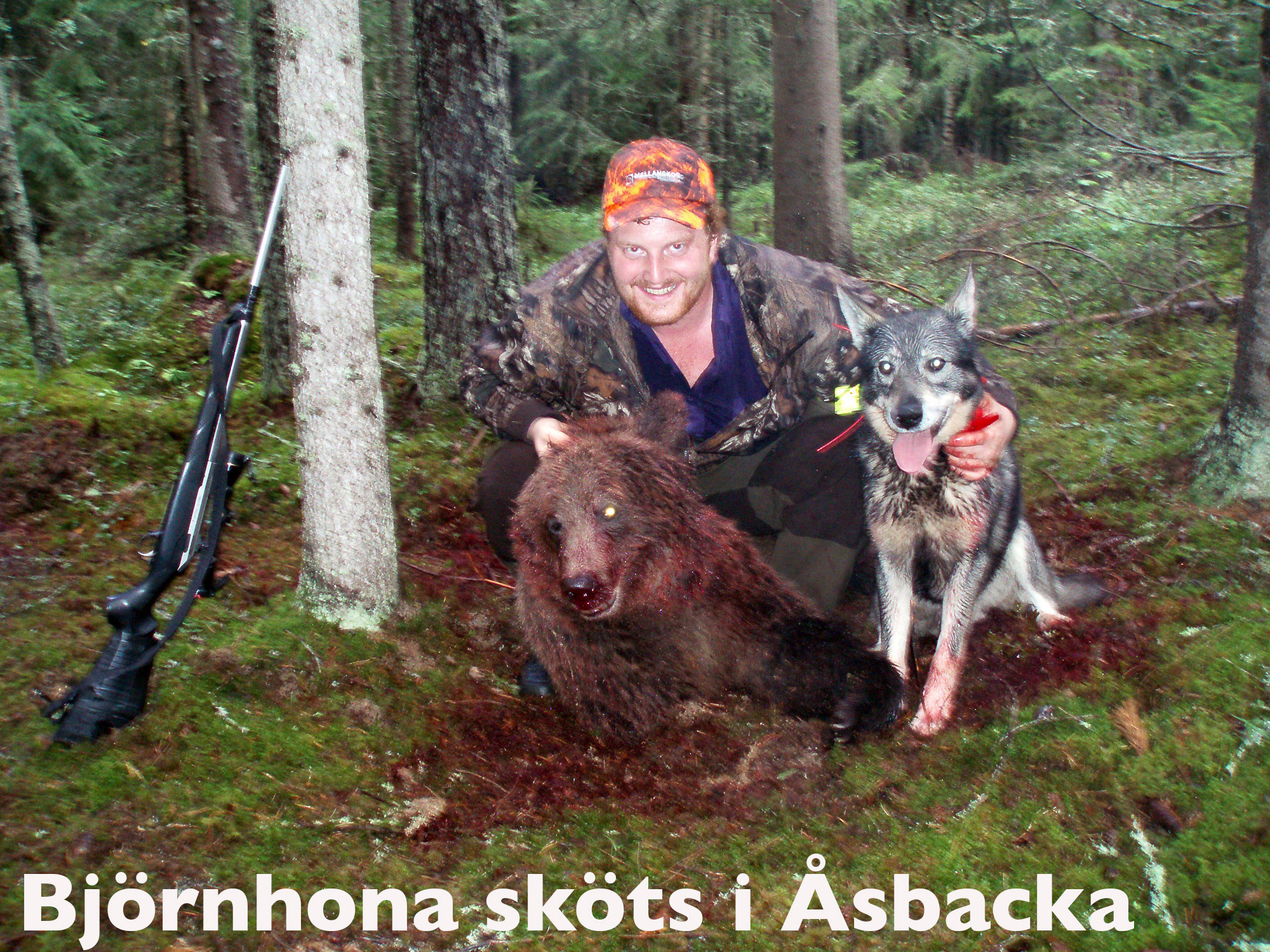 Röste.nu – Bygdens Nytt nr 4 2010 – Nyheter – Björnhona sköts i Åsbacka