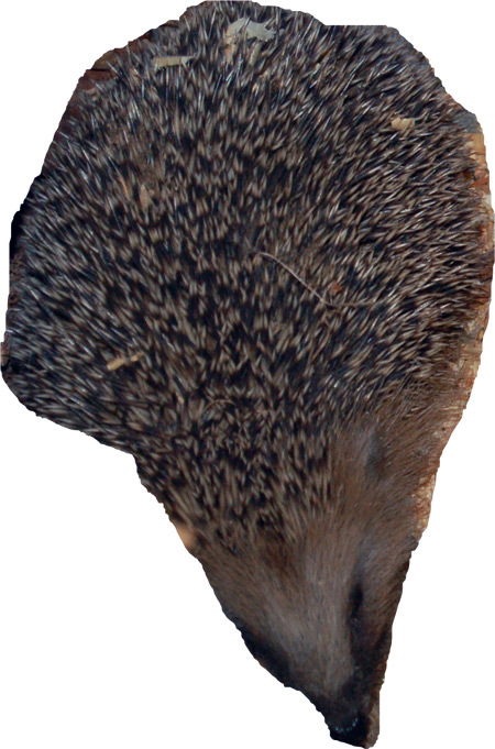 Röste.nu – Bygdens Nytt nr 4 2010 – Nyheter – Här rivs hela rasket i Dönjegården