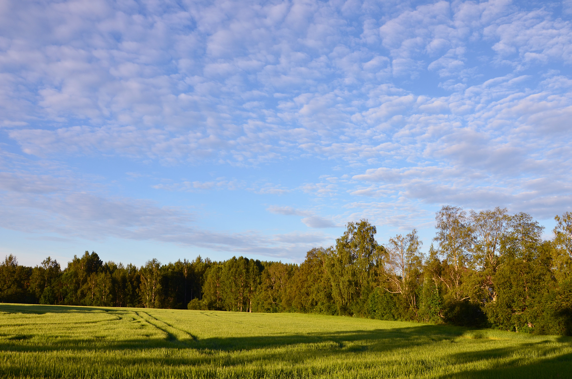 Röste.nu – Bygdens Nytt nr 4 2012 – Småsaker med Pär Nordqvist – Tidig sommarmorgon mitt i Röste