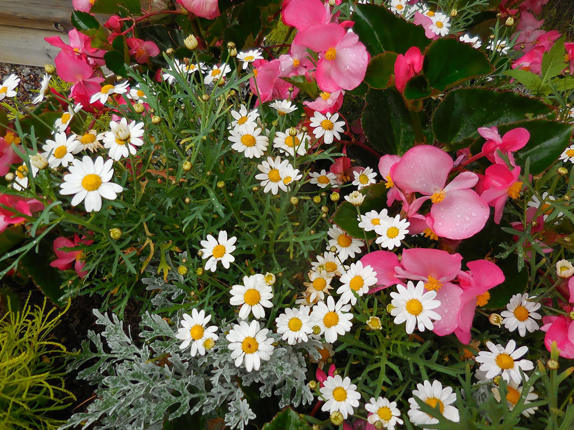 Röste.nu – Bygdens Nytt nr 4 2017 – Småsaker med Pär Nordqvist – Blomsterprakt vid Dönjegården