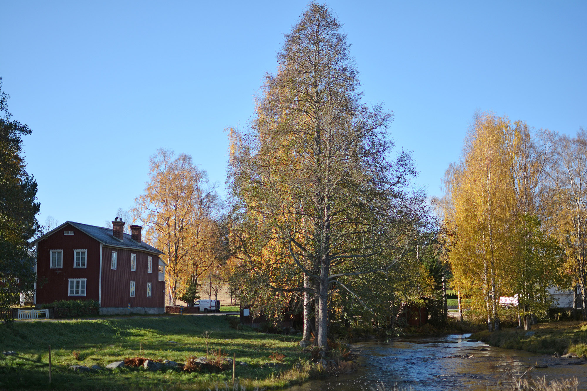 Röste.nu – Bygdens Nytt nr 4 2022 – Småsaker med Pär Nordqvist – Höstfärger och fåglar som flyr