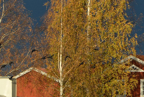 Röste.nu – Bygdens Nytt nr 4 2025 – Småsaker med Pär Nordqvist – Höstfärger och fåglar som flyr