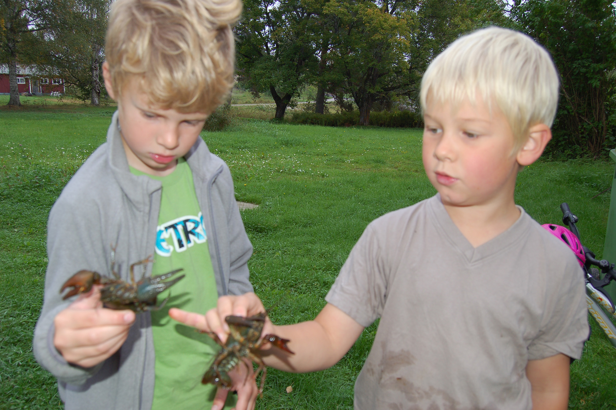 Röste.nu – Bygdens Nytt nr 5 2010 – Nyheter – Kräftprovfiske i Galvån