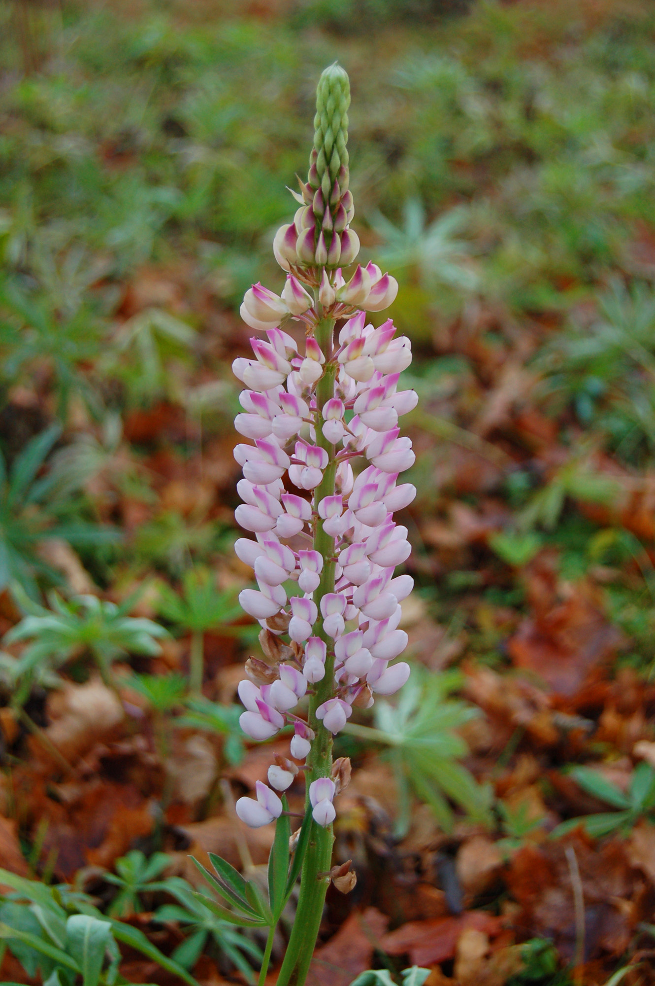 Röste.nu – Bygdens Nytt nr 5 2011 – Nyheter – Här blommar lupinerna – i mitten av november