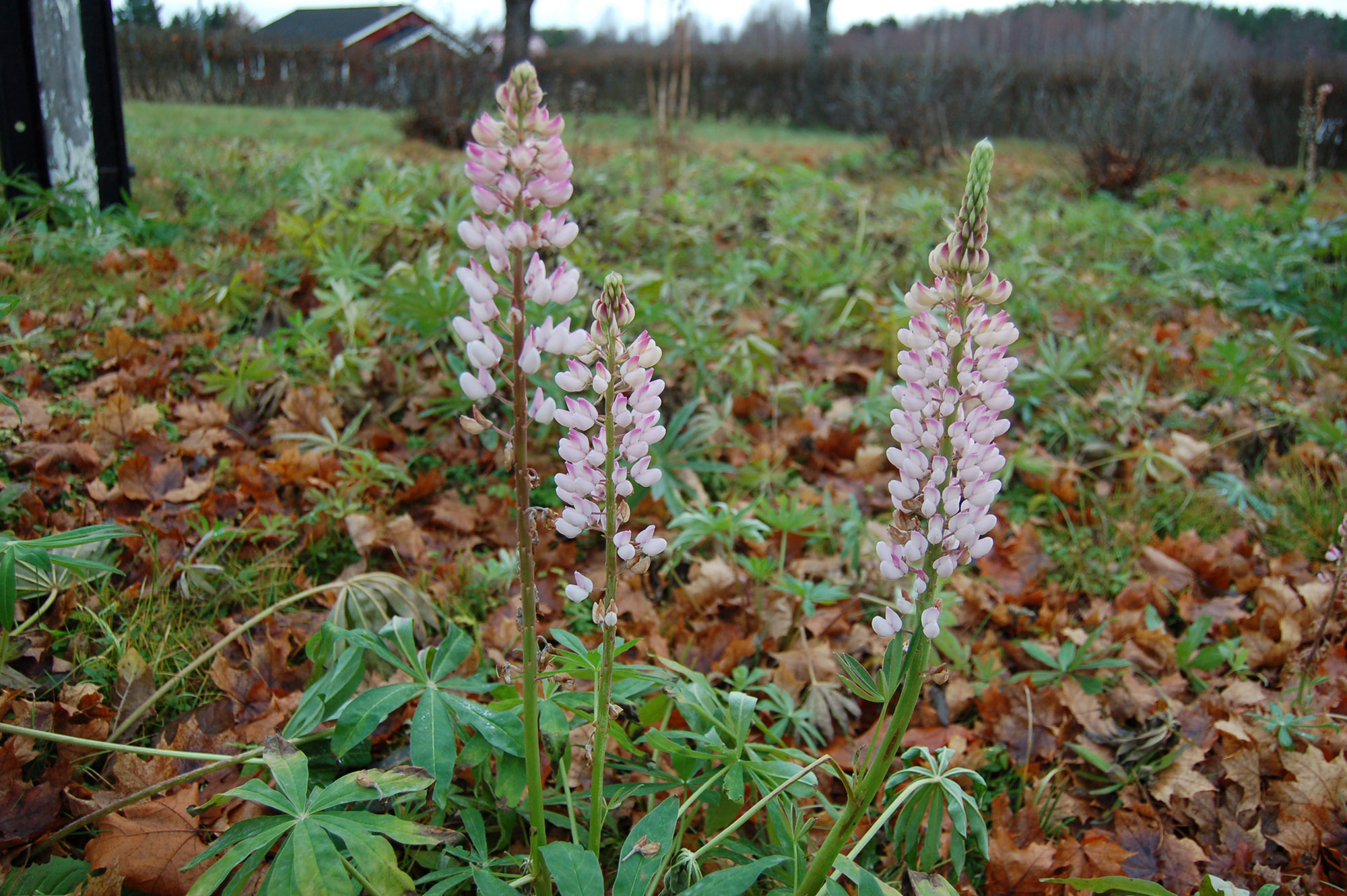 Röste.nu – Bygdens Nytt nr 5 2011 – Nyheter – Här blommar lupinerna – i mitten av november