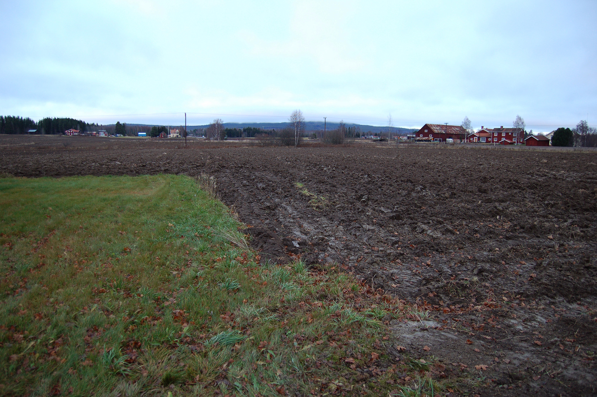 Röste.nu – Bygdens Nytt nr 5 2011 – Nyheter – Här blommar lupinerna – i mitten av november