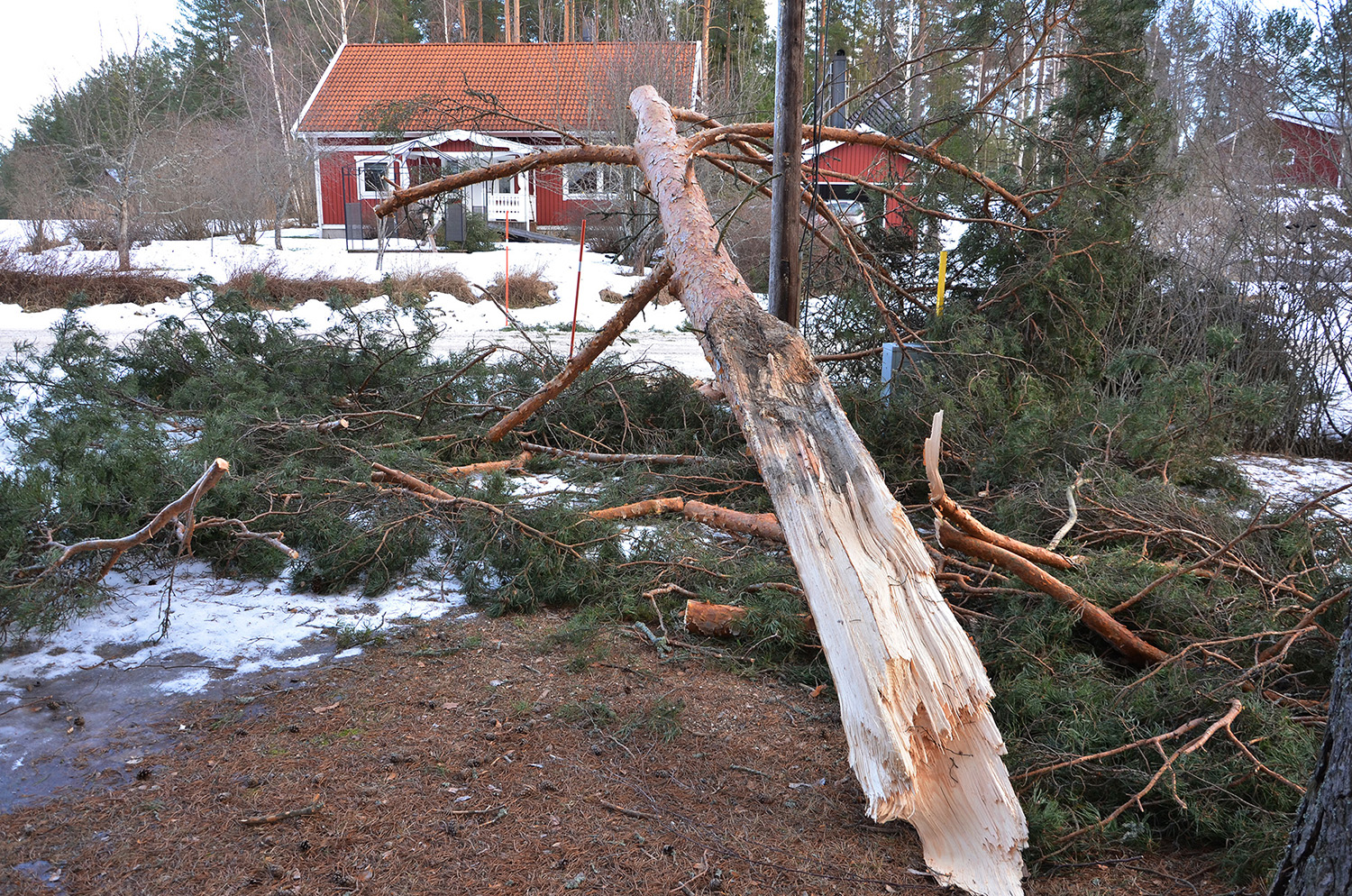 Röste.nu – 70-arig tall vid Dönjegården blåste av 2022