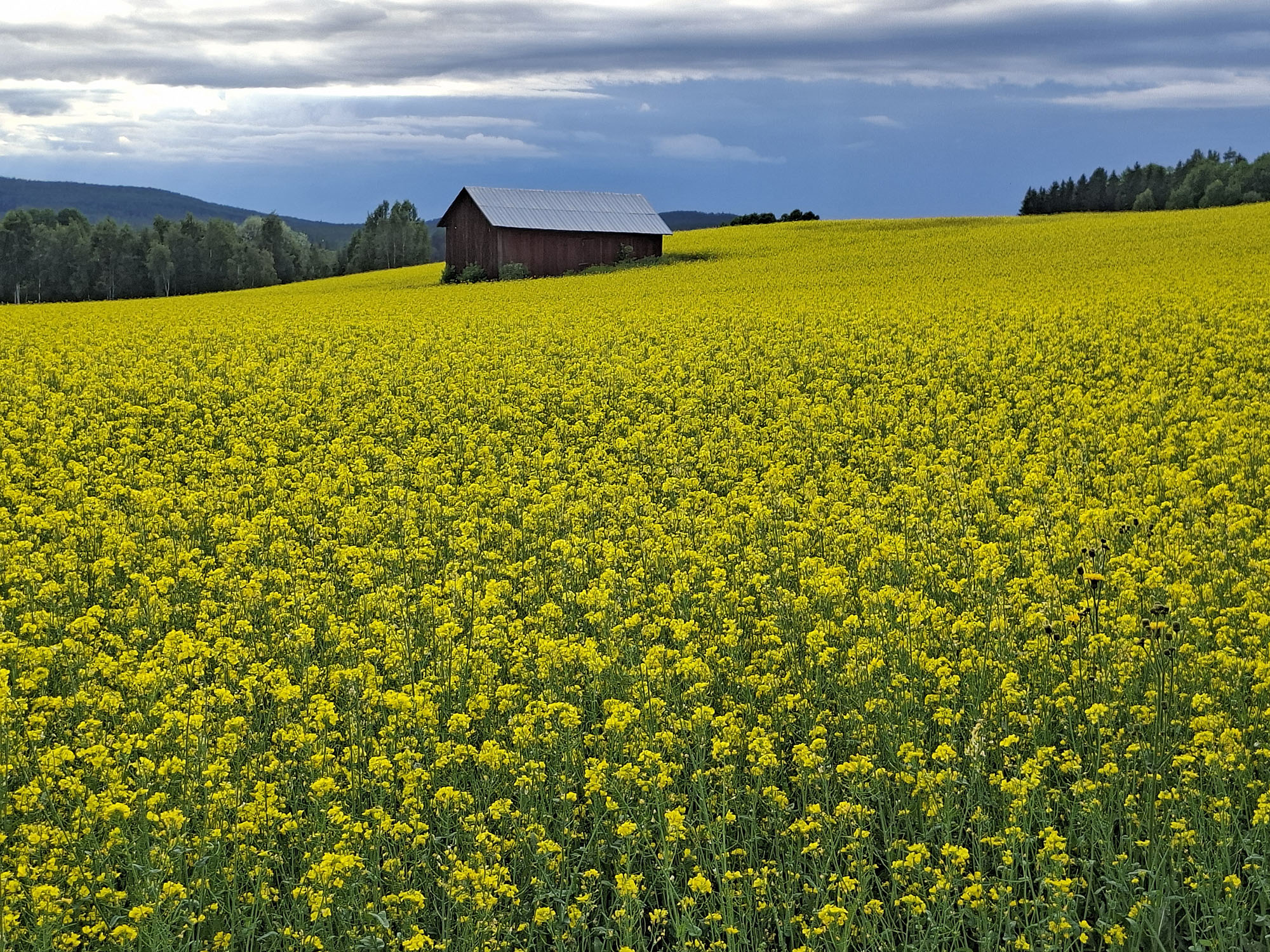 Röste.nu – Rapsen blommar (eller blommade?) i Röste