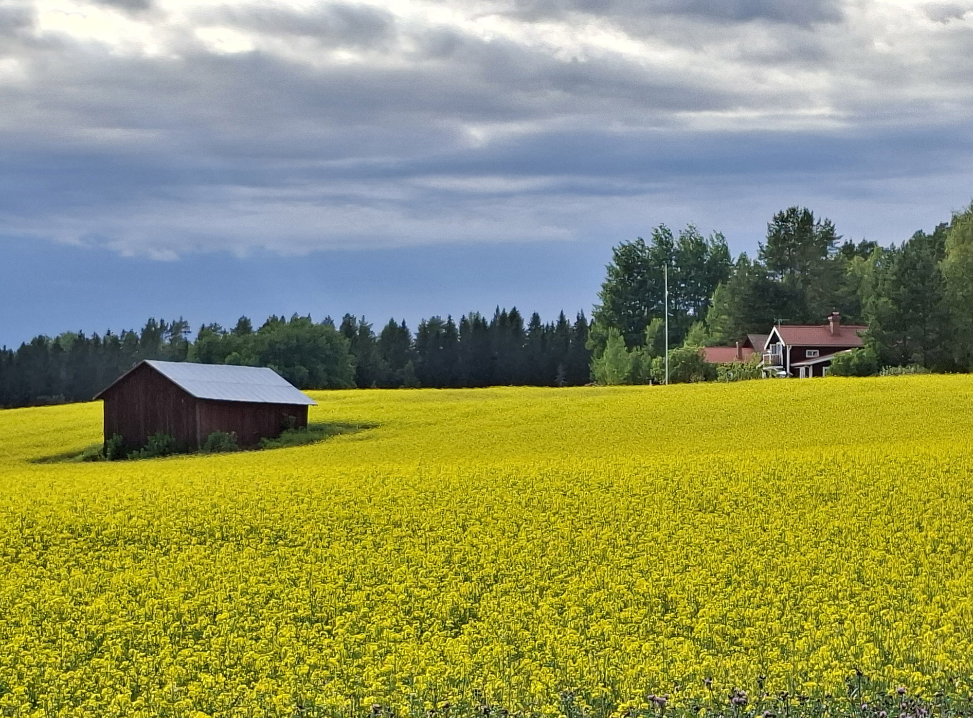 Röste.nu – Rapsen blommar (eller blommade?) i Röste