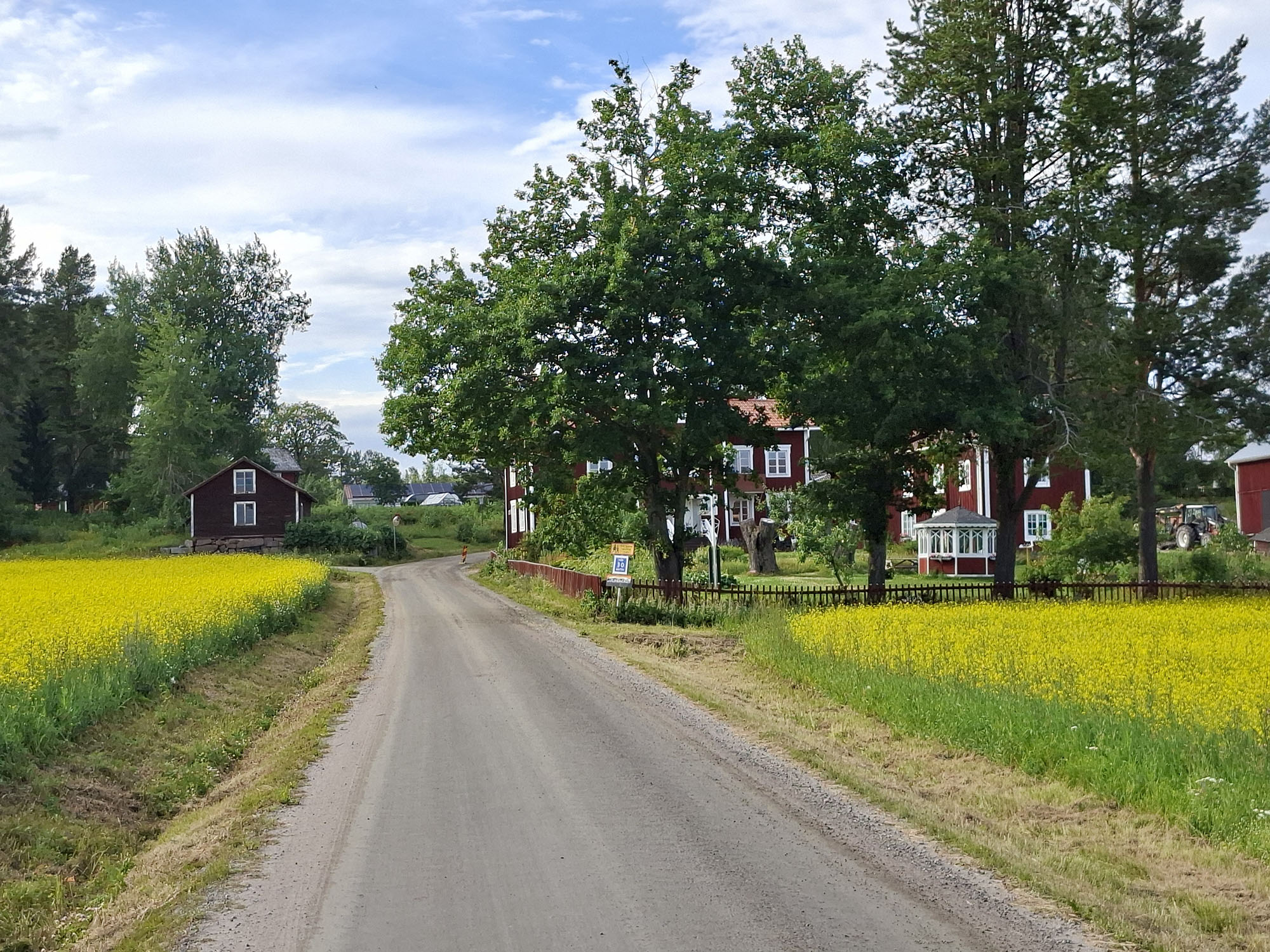 Röste.nu – Rapsen blommar (eller blommade?) i Röste 