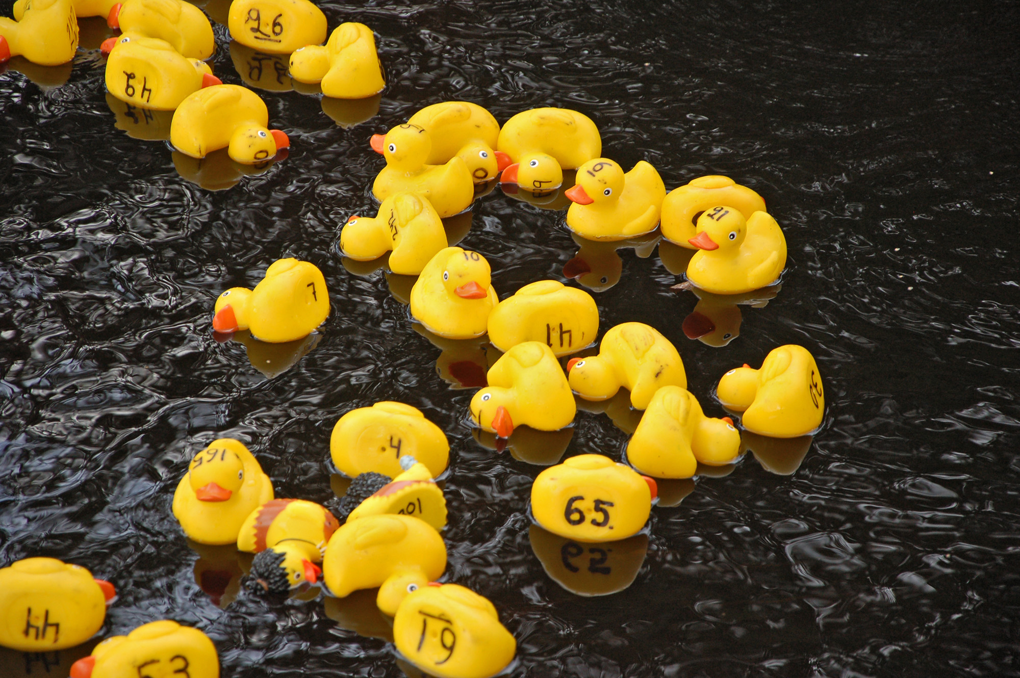 Röste.nu – Röstebilder – Ankracet i Galvån 2011