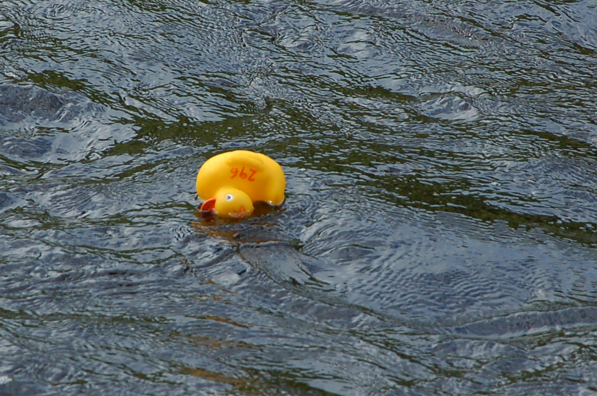 Röste.nu – Röstebilder – Ankracet i Galvån 2011