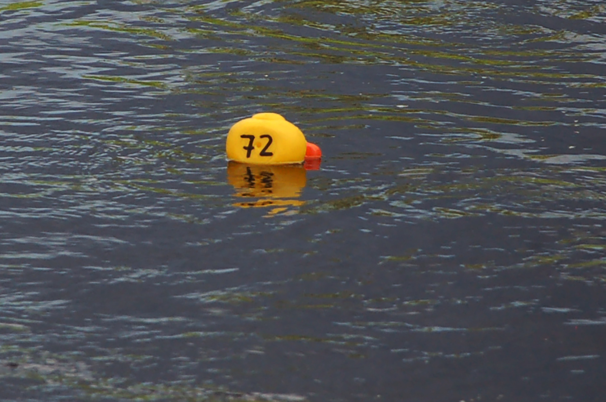 Röste.nu – Röstebilder – Ankracet i Galvån 2011