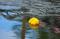Röste.nu – Röstebilder – Ankrace i Galvån 2013