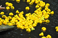 Röste.nu – Röstebilder – Ankrace i Galvån 2013