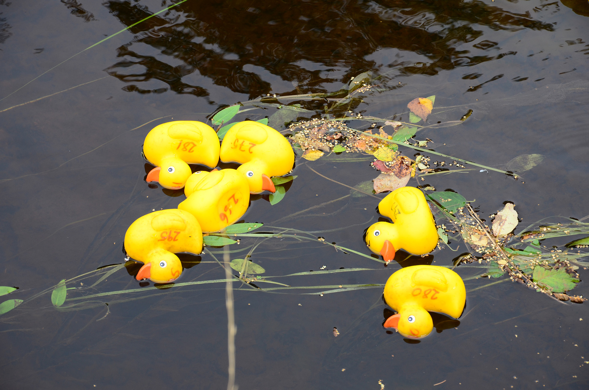 Röste.nu – Röstebilder – Ankrace i Galvån 2014
