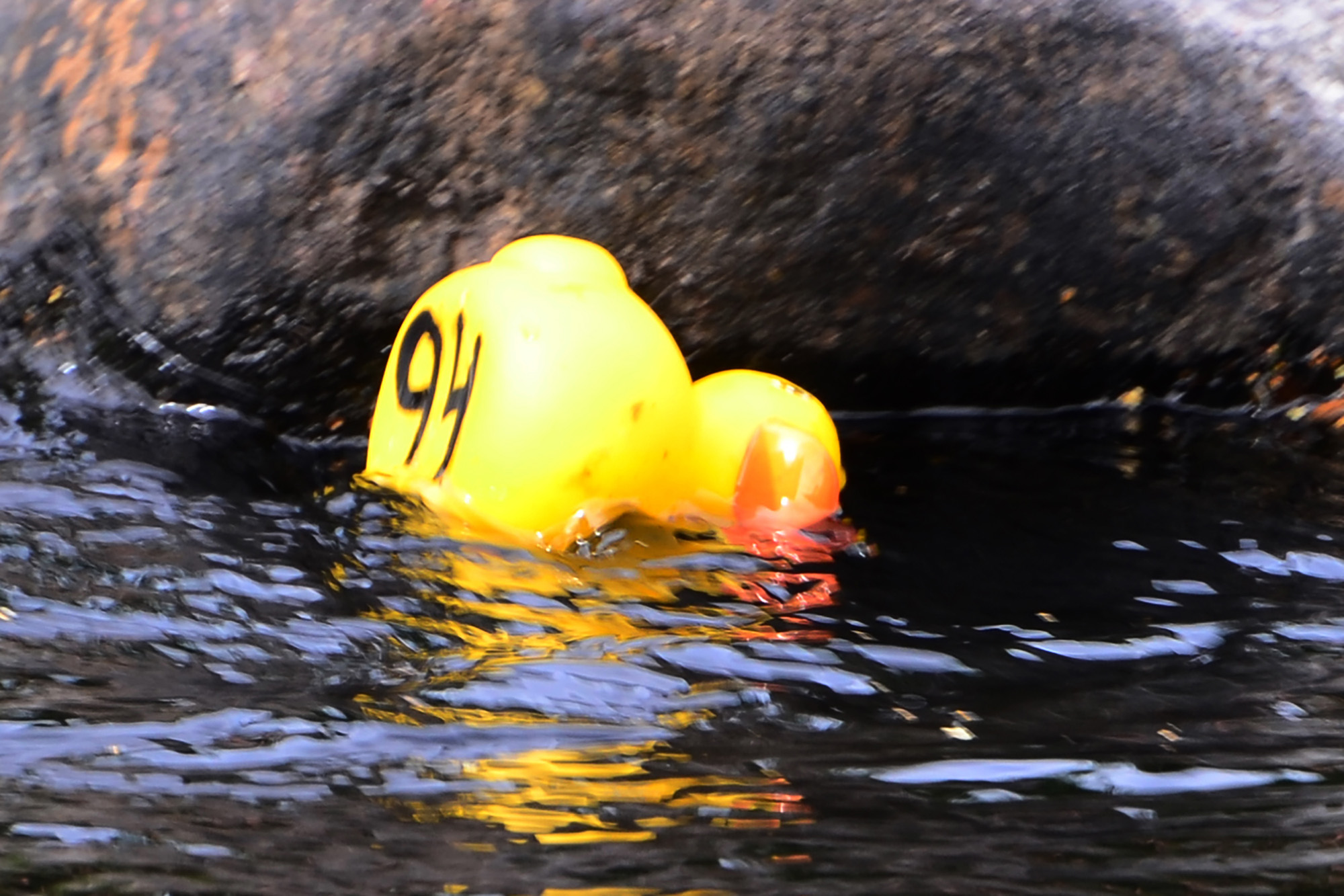 Röste.nu – Röstebilder – Ankrace i Galvån 2014