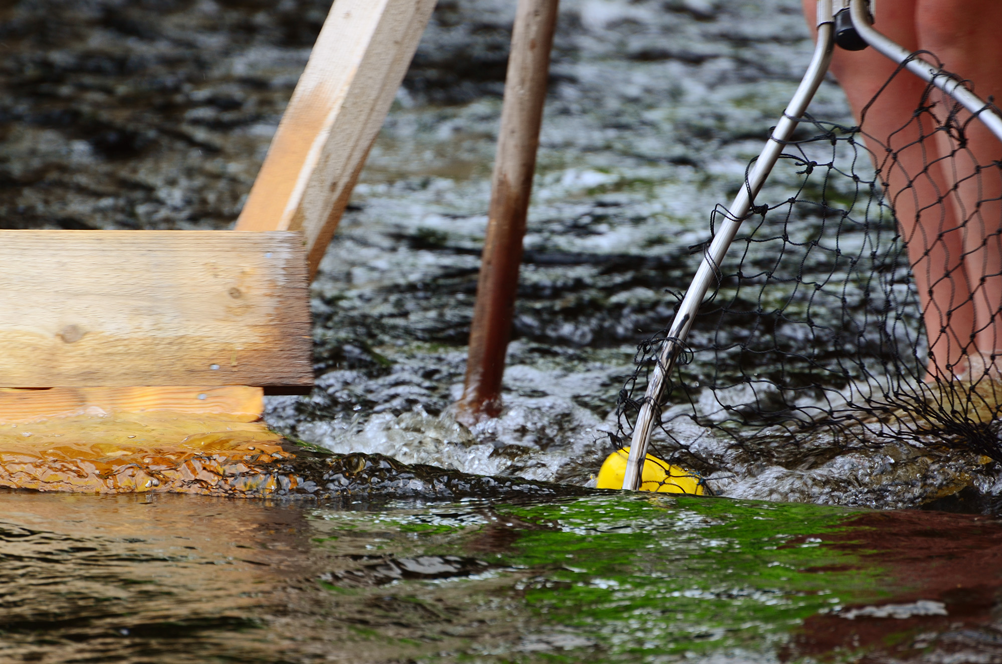 Röste.nu – Röstebilder – Ankrace i Galvån 2014