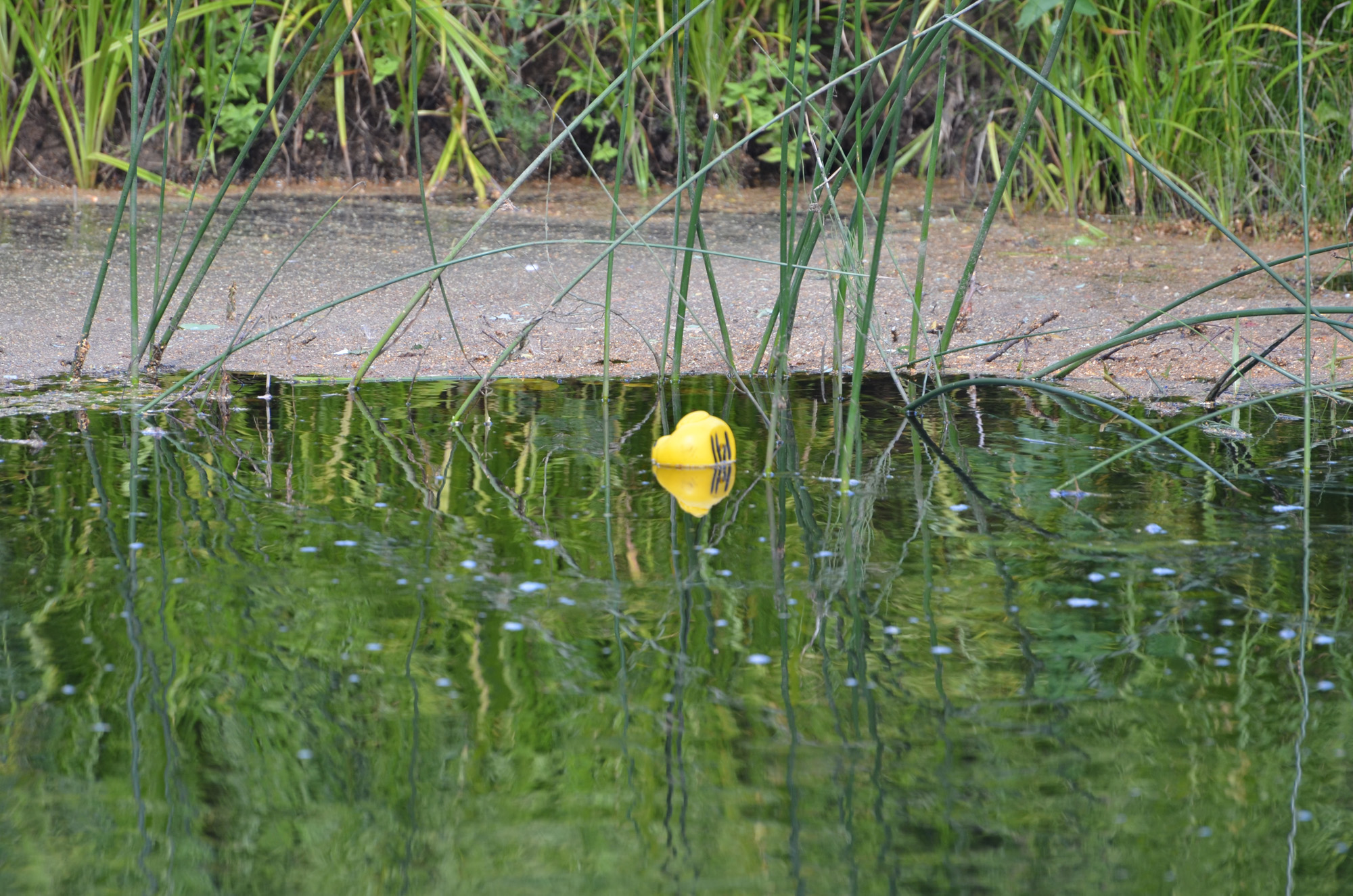 Röste.nu – Röstebilder – Ankrace i Galvån 2018