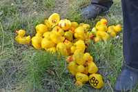 Röste.nu – Röstebilder – Ankrace i Galvån 2018