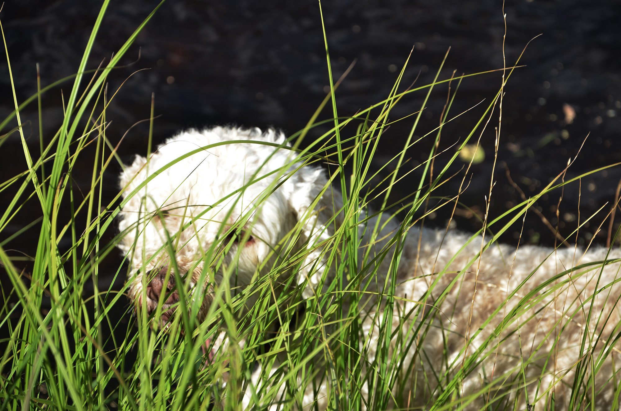 Röste.nu – Röstebilder – Ankrace i Galvån 2018