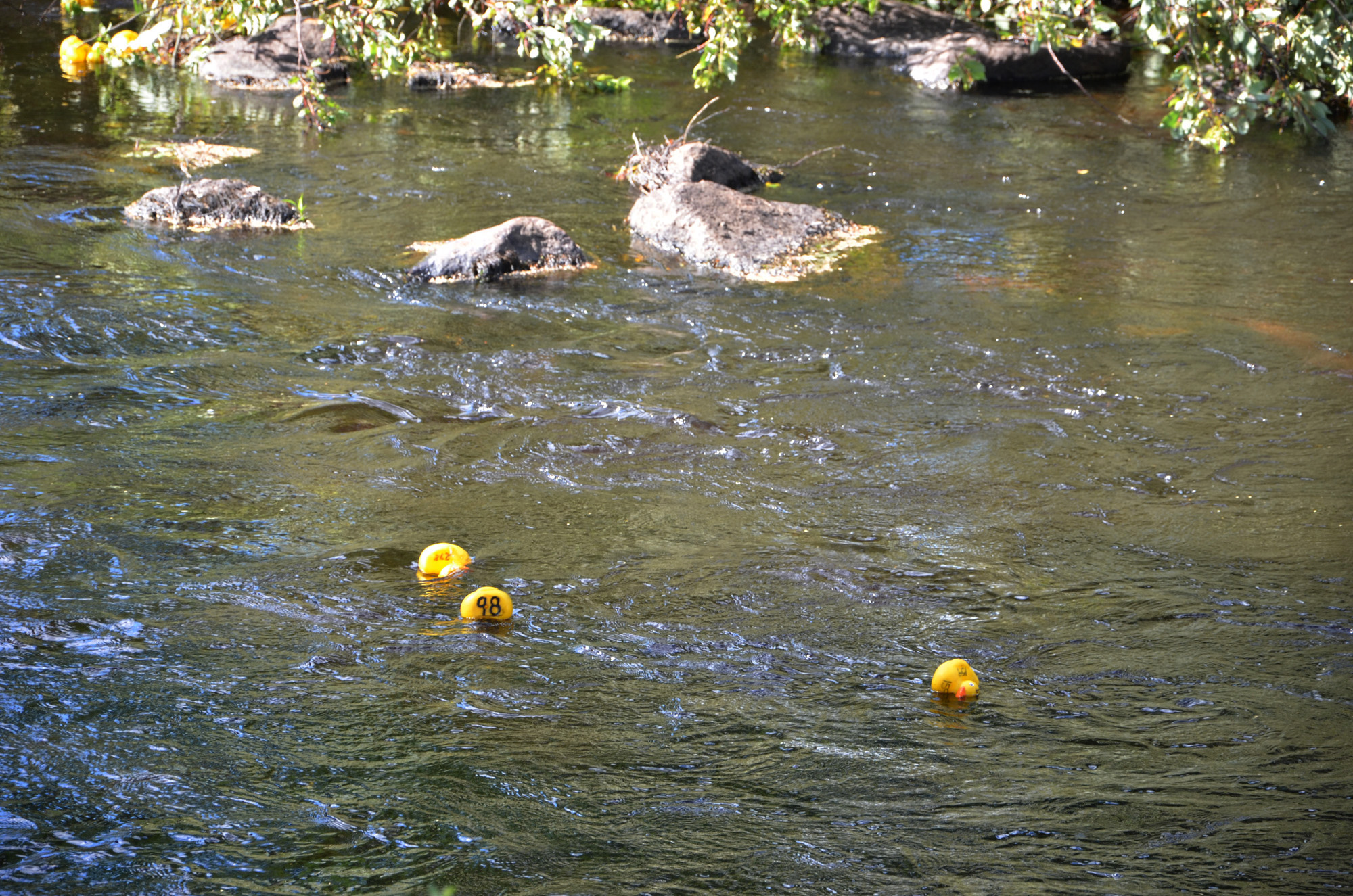 Röste.nu – Röstebilder – Ankrace i Galvån 2018