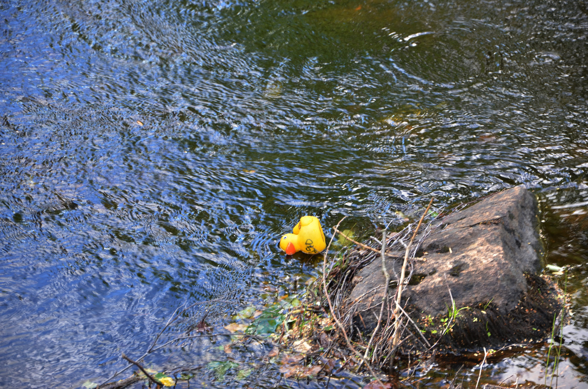 Röste.nu – Röstebilder – Ankrace i Galvån 2018