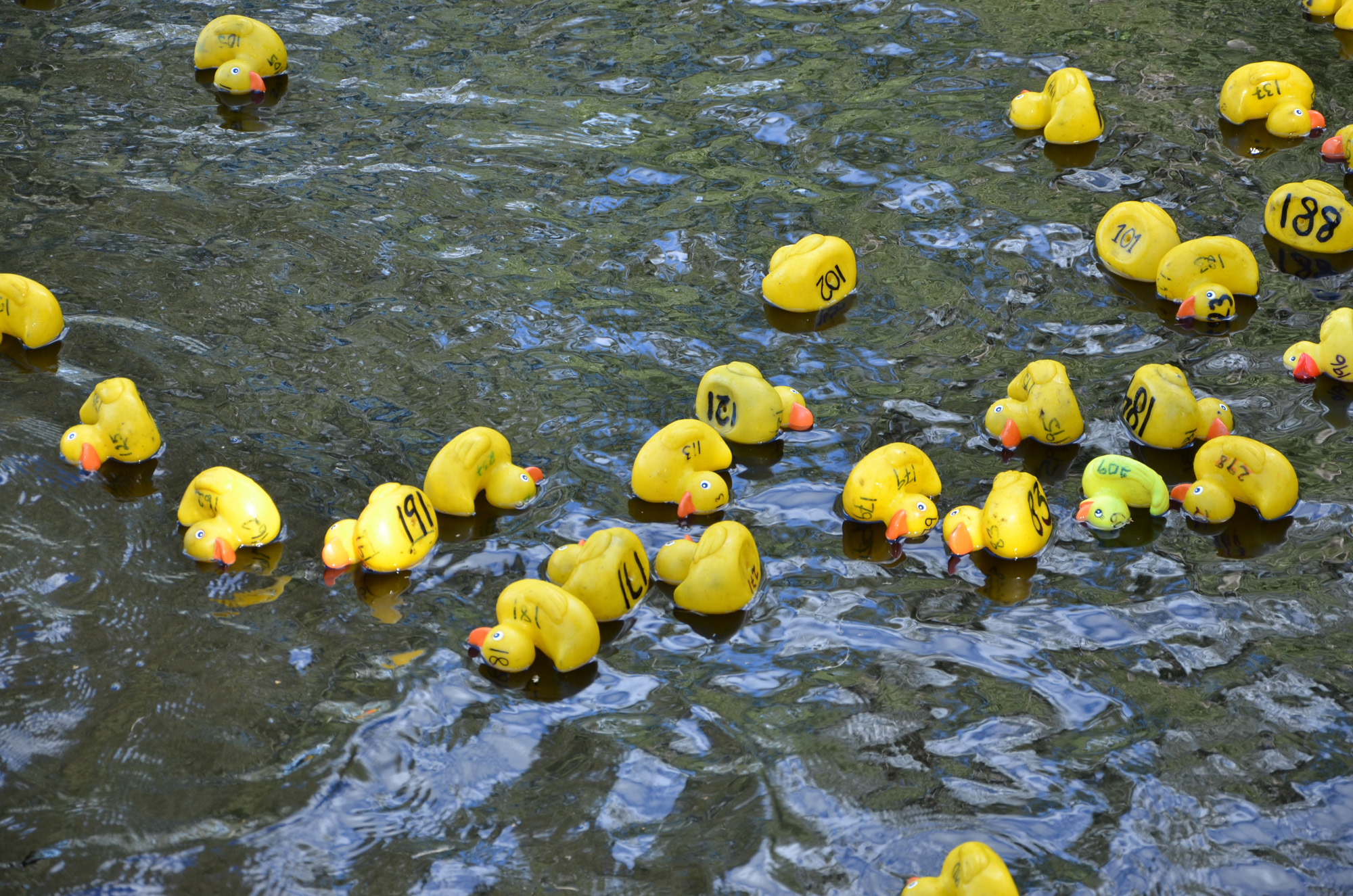 Röste.nu – Röstebilder – Ankrace i Galvån 2018