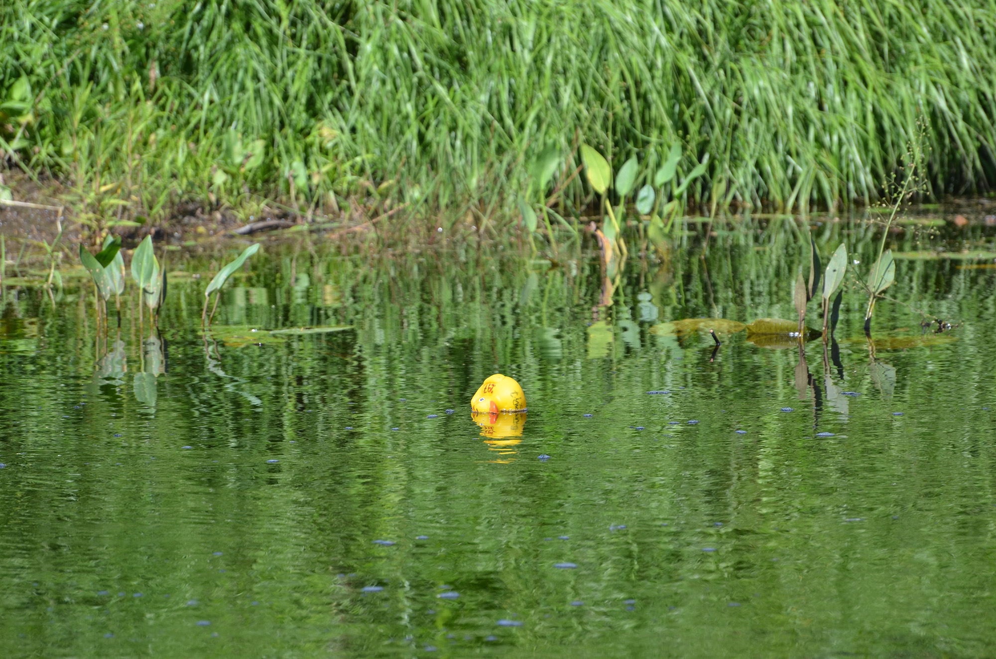Röste.nu – Röstebilder – Ankrace i Galvån 2018