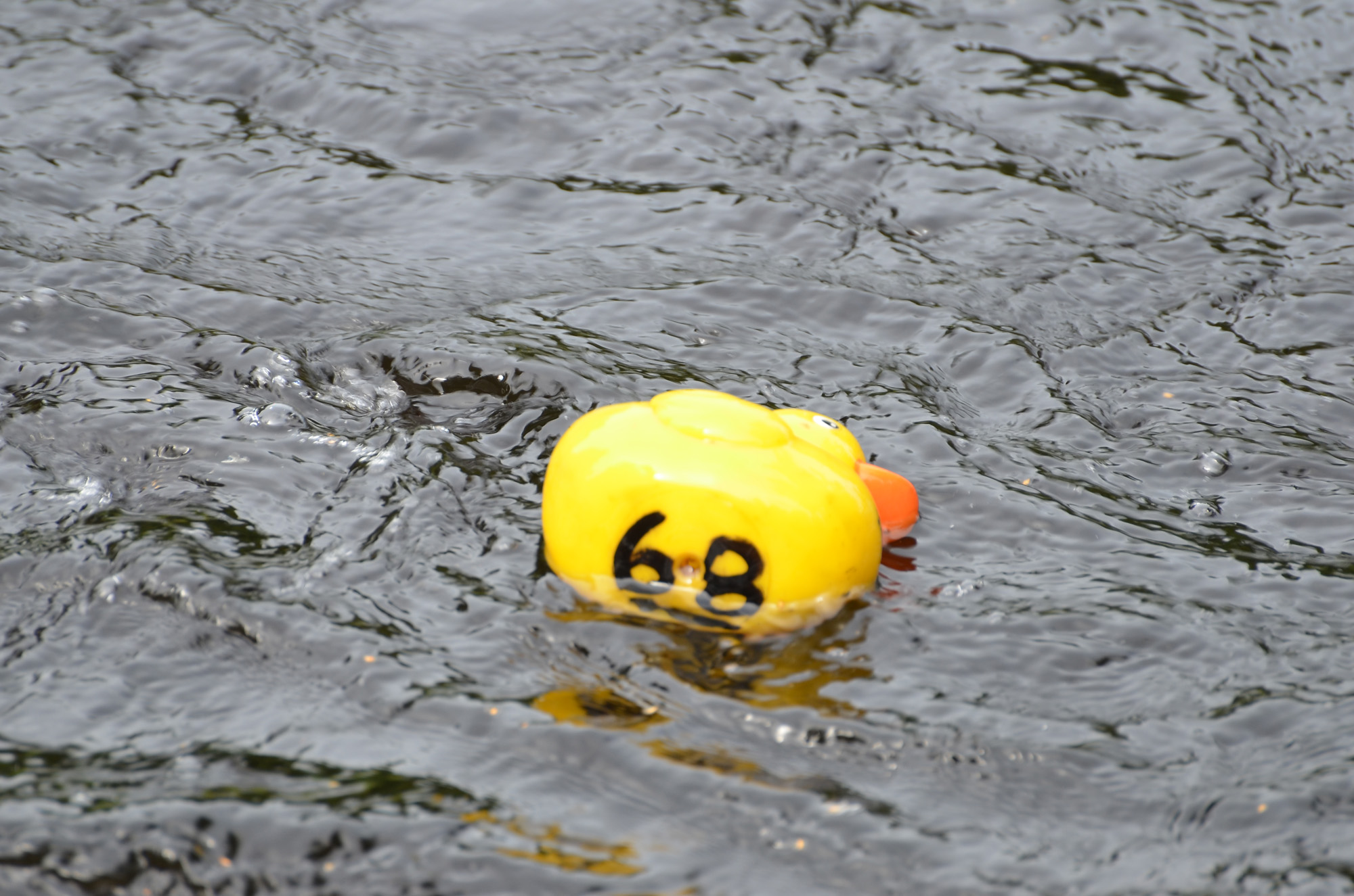 Röste.nu – Röstebilder – Ankracet i Galvån 2019