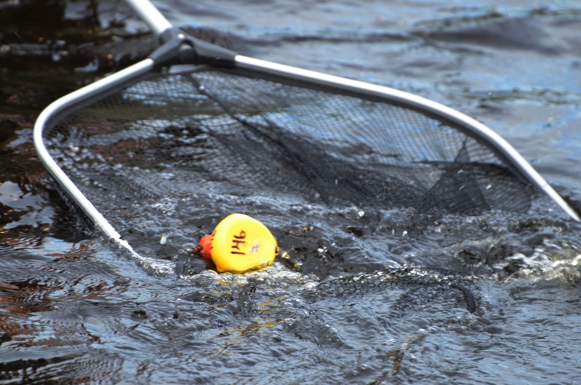 Röste.nu – Röstebilder – Ankracet i Galvån 2019