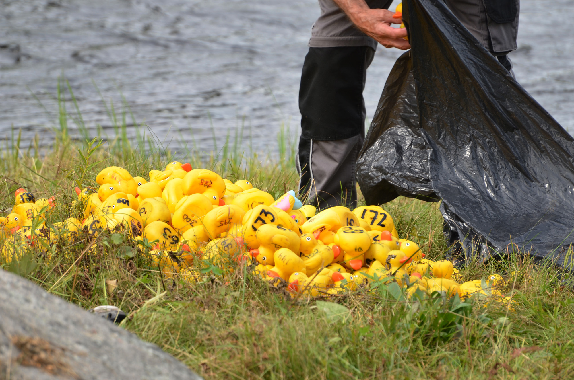 Röste.nu – Röstebilder – Ankracet i Galvån 2019