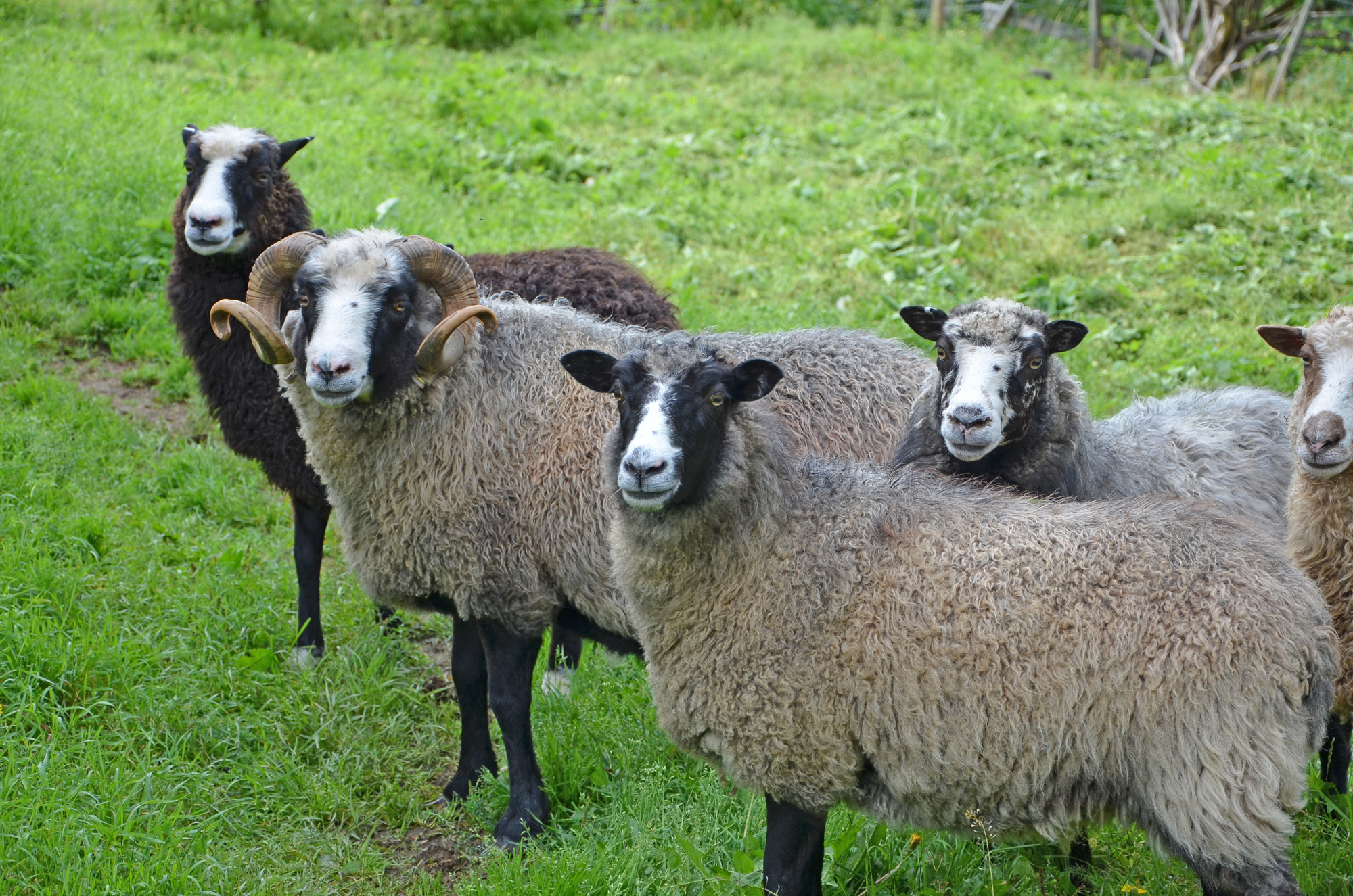 Röste.nu – Röstebilder – Ankracet i Galvån 2019