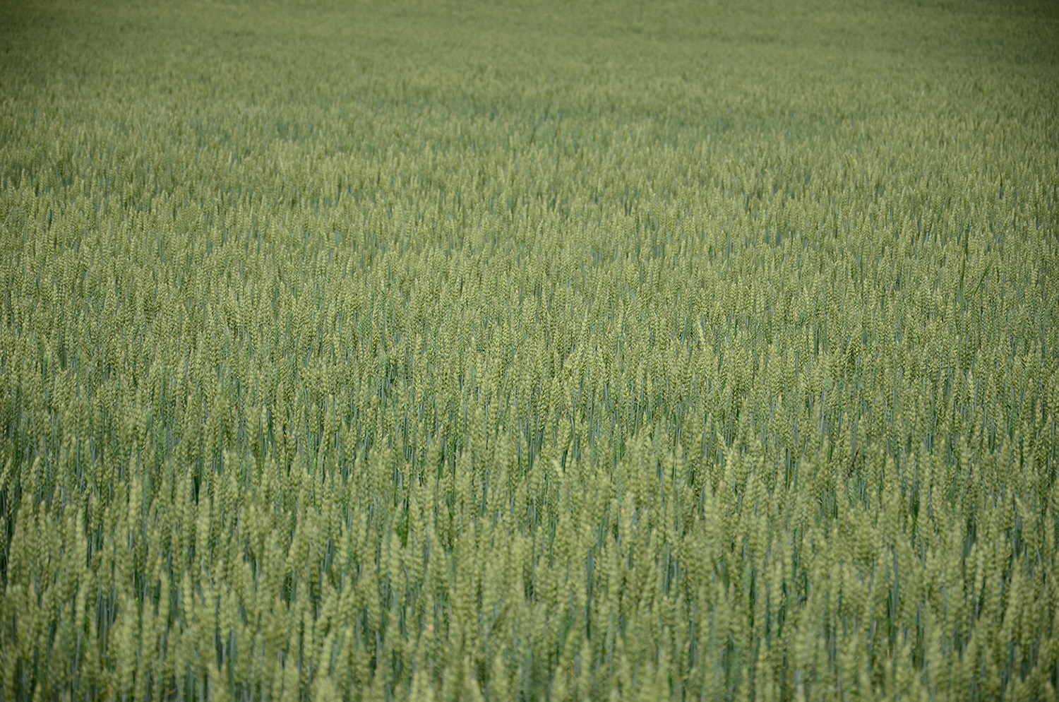 Röste.nu – Röstebilder – Ankracet i Galvån tioårsjubilerade 2015