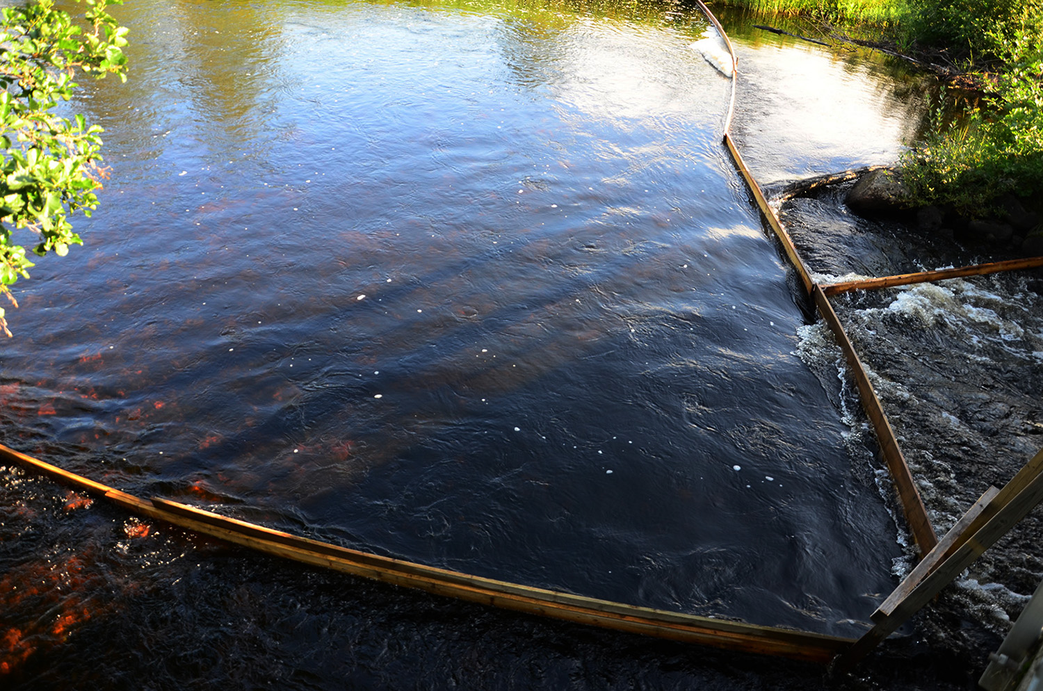 Röste.nu – Röstebilder – Ankracet i Galvån tioårsjubilerade 2015