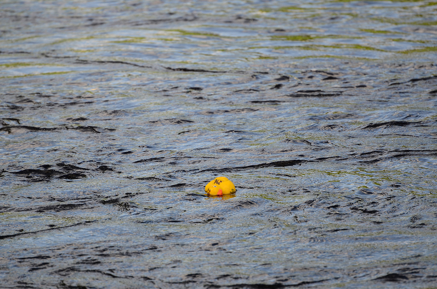 Röste.nu – Röstebilder – Ankracet i Galvån tioårsjubilerade 2015