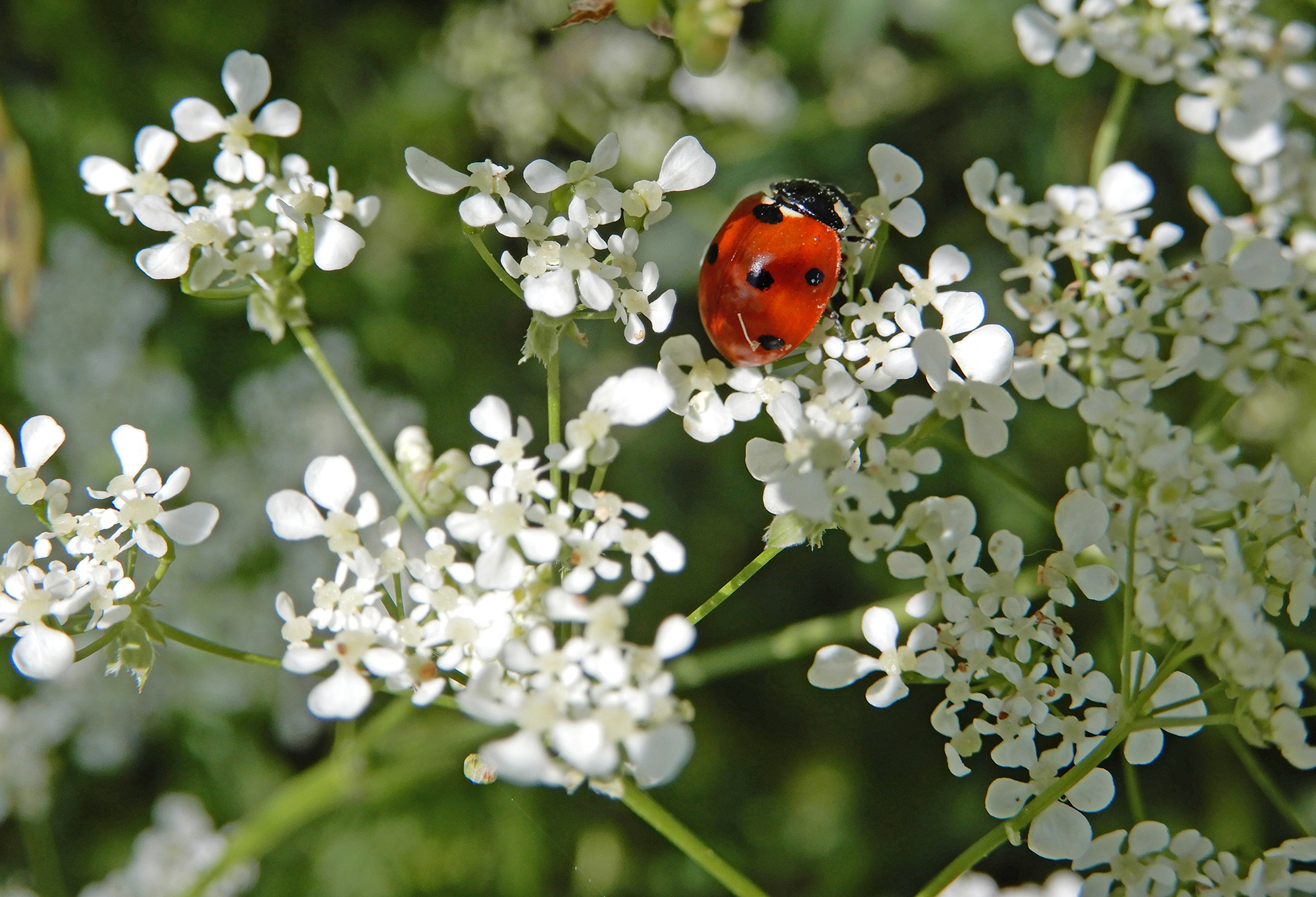 Röste.nu – Röstebilder – Blandade sommarbilder från Röste 2020