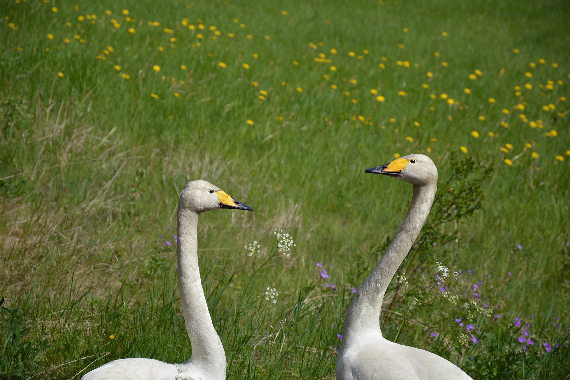 Röste.nu – Röstebilder – Blandade sommarbilder från Röste 2020