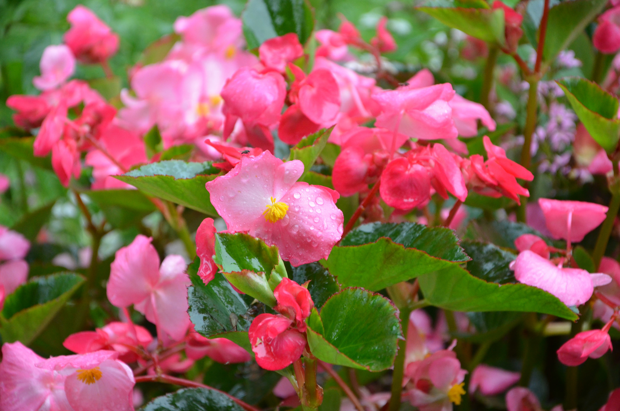 Röste.nu – Röstebilder – Grill- och familjefest på Dönjegården 2019