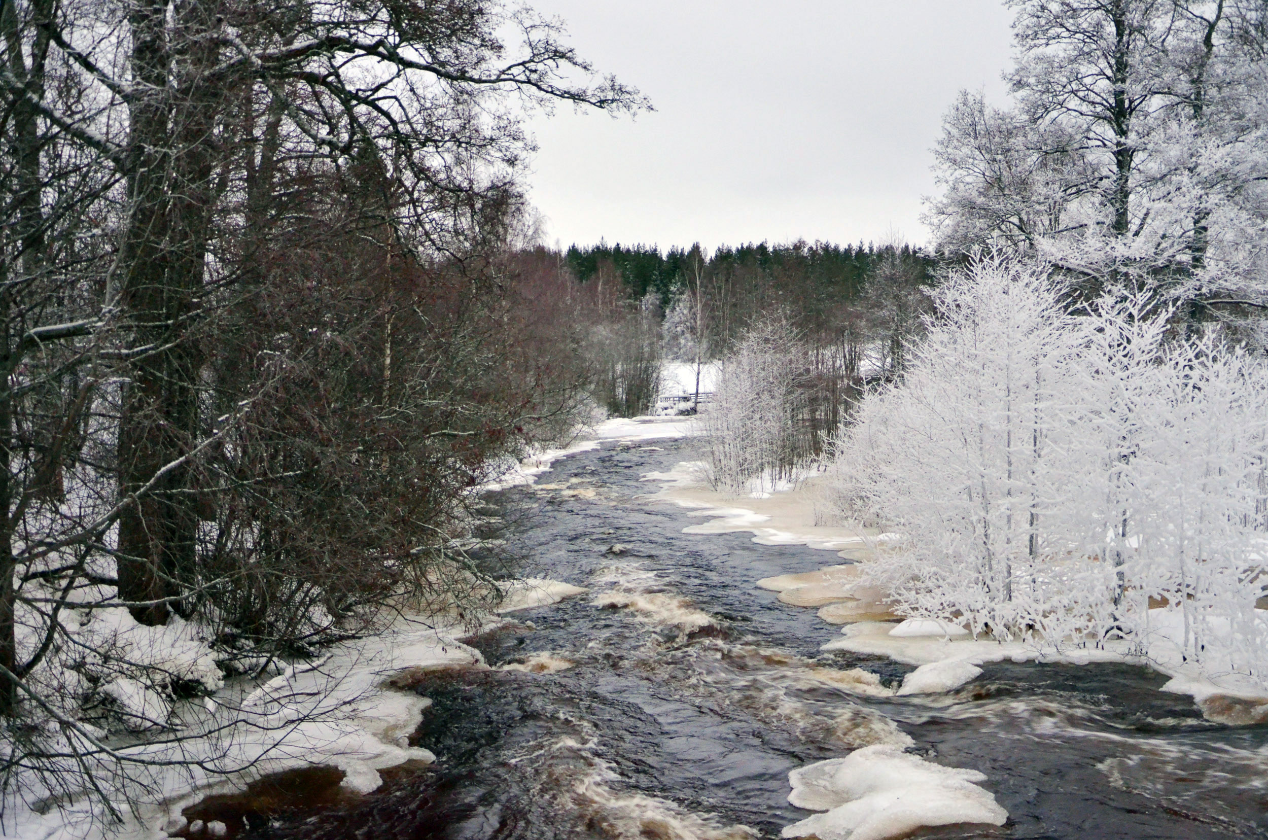 Röste.nu – Röstebilder – Julgransplundring i Dönjegården 2018