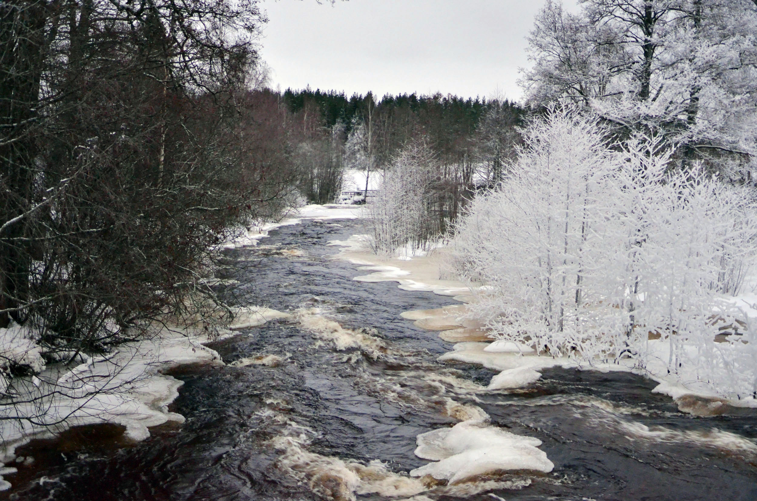 Röste.nu – Röstebilder – Julgransplundring i Dönjegården 2018