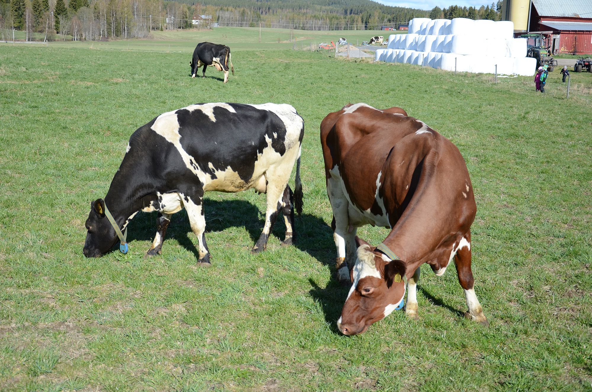 Röste.nu – Röstebilder – 140 kor mötte friheten i Holmo 2014